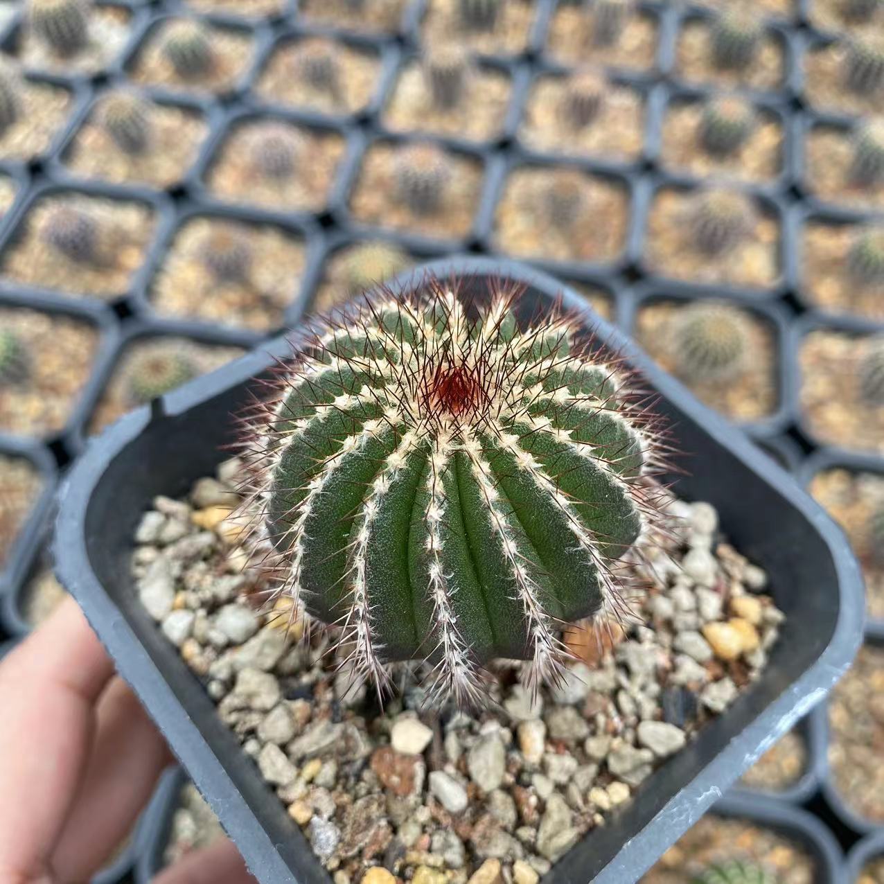 4-5cm Uebelmannia pectinifera