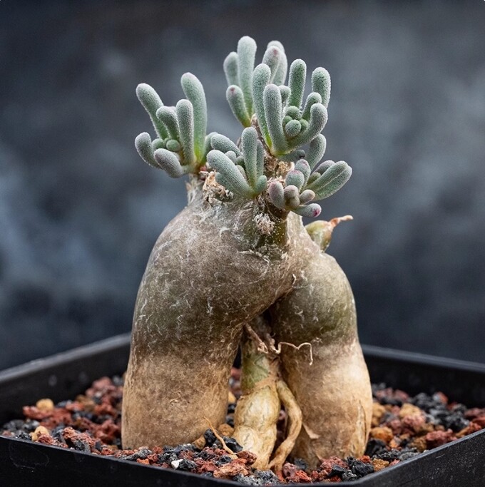 2cm 1PCS Phyllobolus tenuiflorus