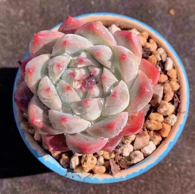 4cm Echeveria 'Alba beauty'