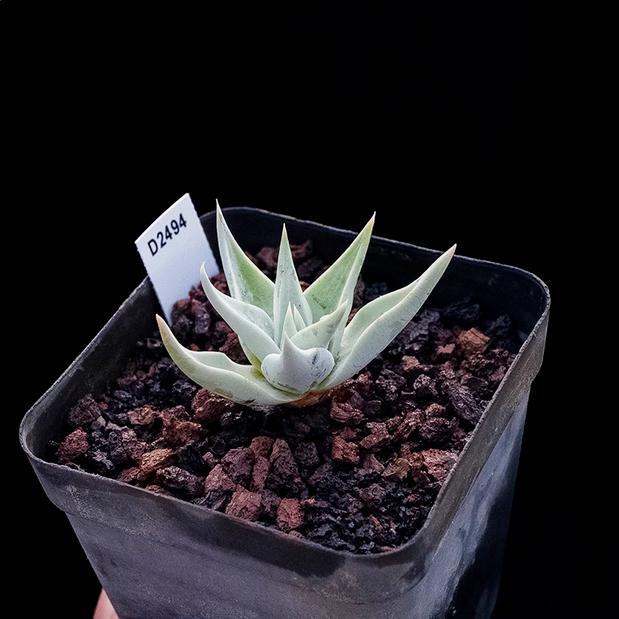 4-6cm Dudleya collomiae