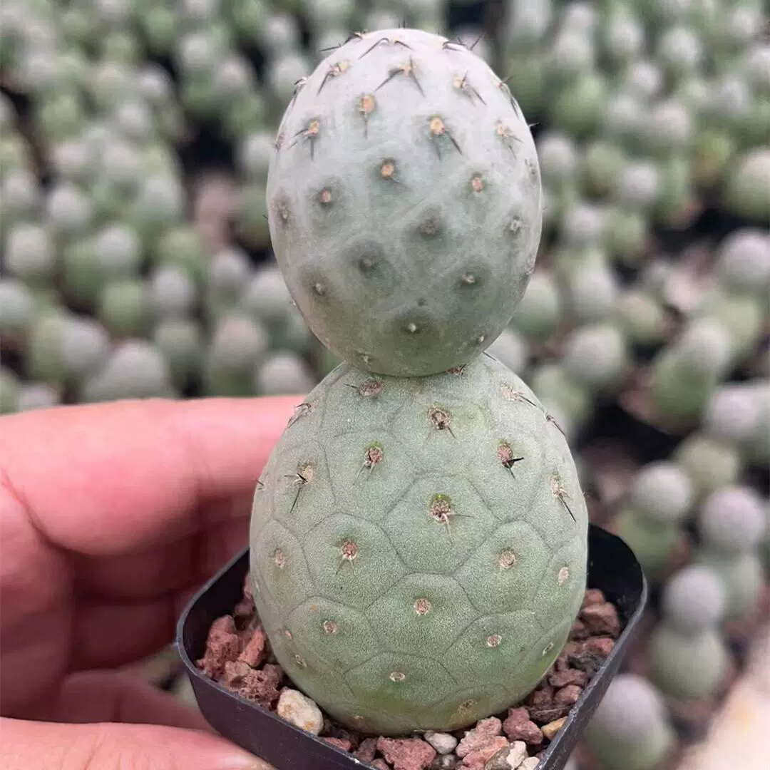 6-7cm Double headed Tephrocactus geometricus