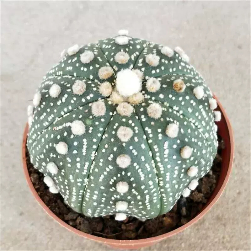 6-7cm Astrophytum Asterias