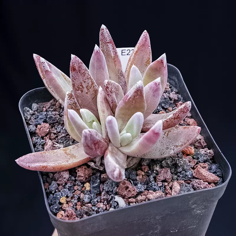 5cm 1PCS Dudleya palmeri