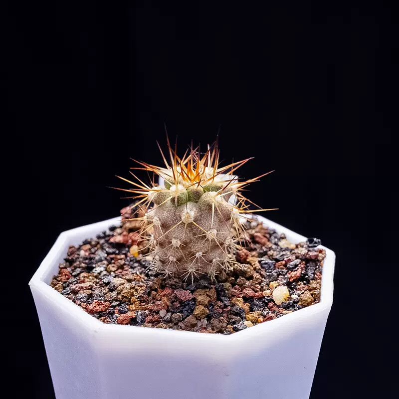 1.5-2.5cm Eriosyce Aurata