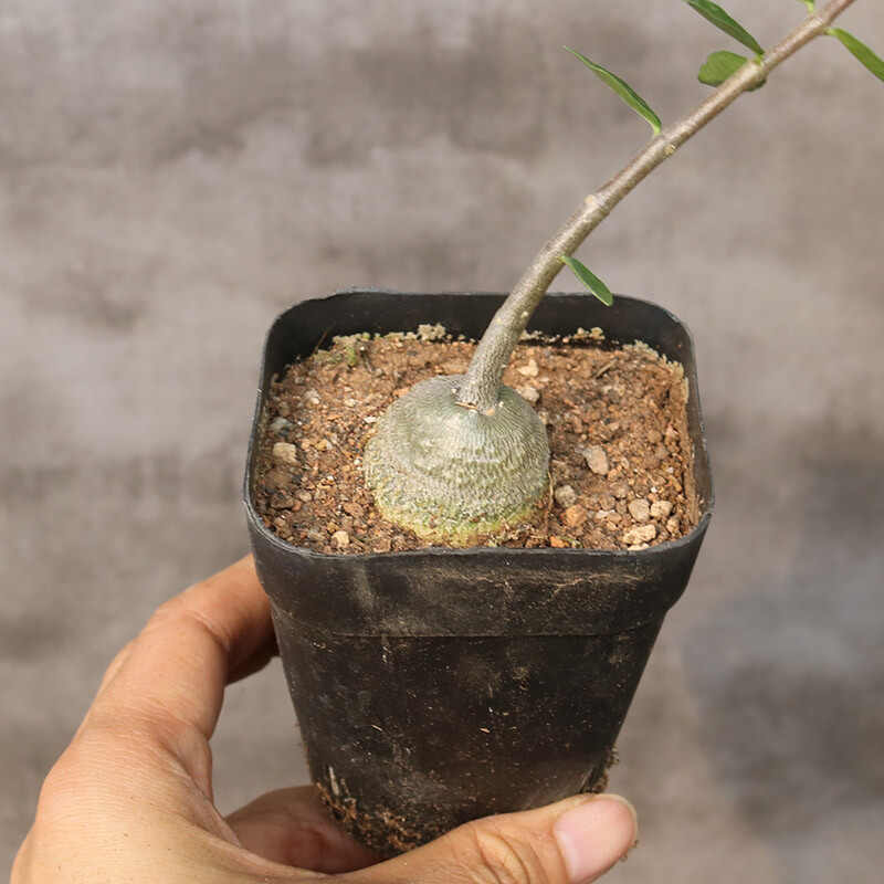 2-3cm 1PCS Fockea Edulis