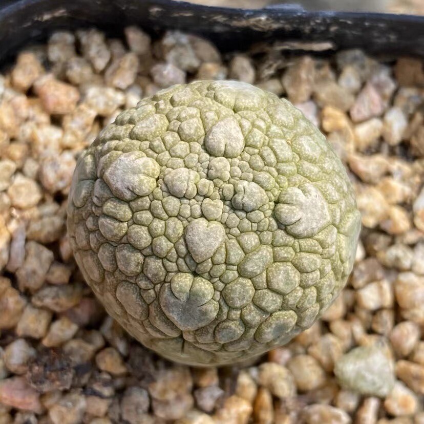 3CM Pseudolithos Migiurtinus