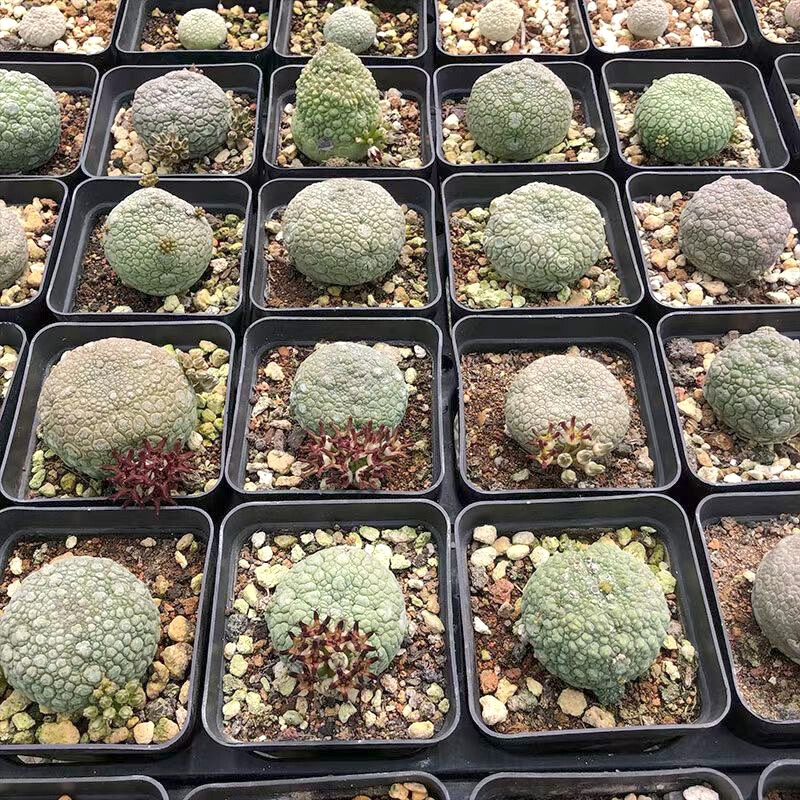 3CM Pseudolithos Migiurtinus