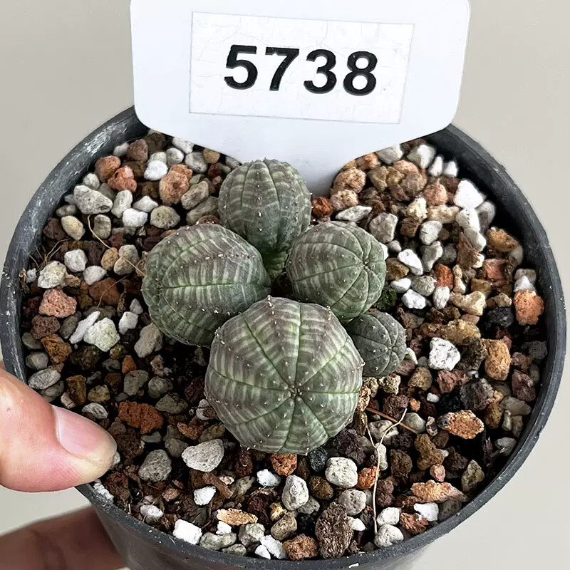 5cm Multiple Heads Euphorbia Obesa