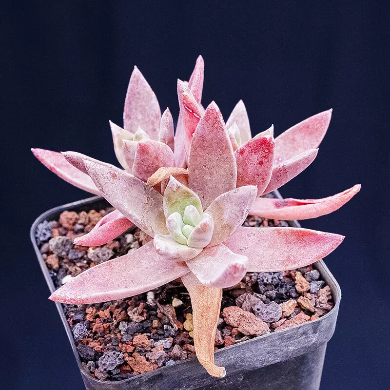 5cm 1PCS Dudleya palmeri