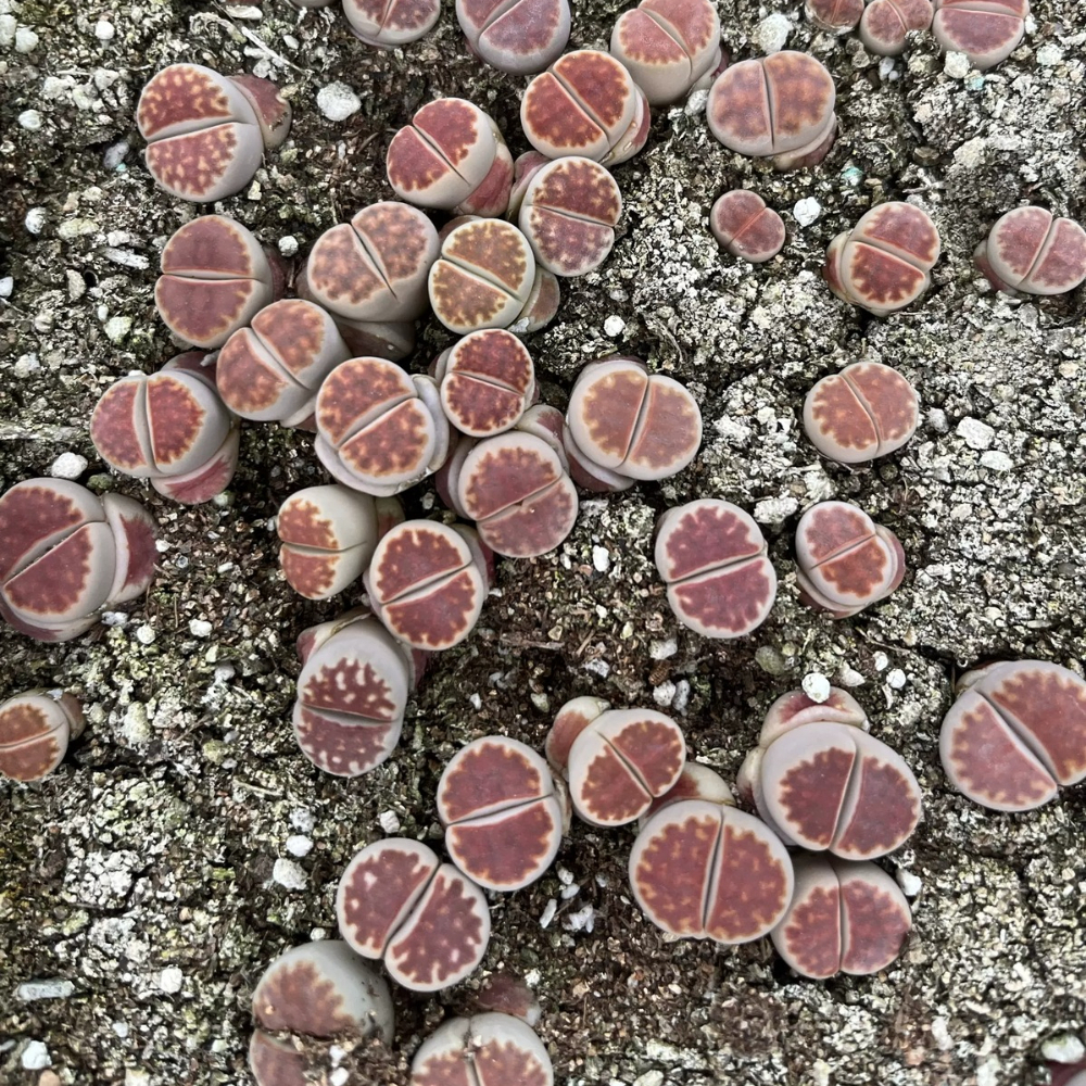 1-1.5cm Lithops Top Red