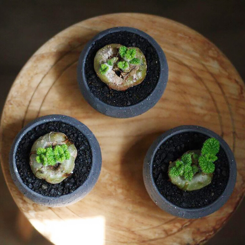 4cm Sinningia Bullata