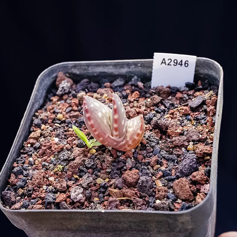 2cm 1PCS Aloe Gariepensis