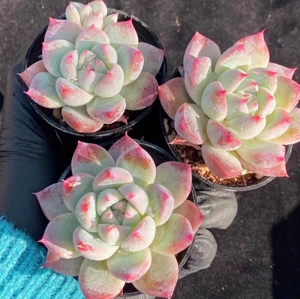 4cm Echeveria 'Alba beauty'