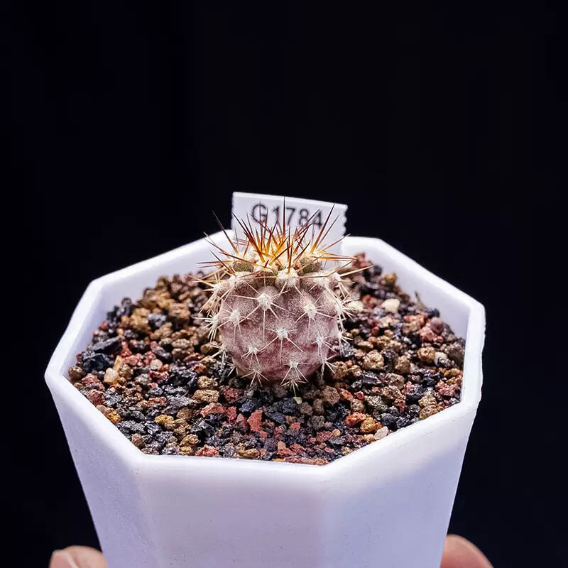 1.5-2.5cm Eriosyce Aurata