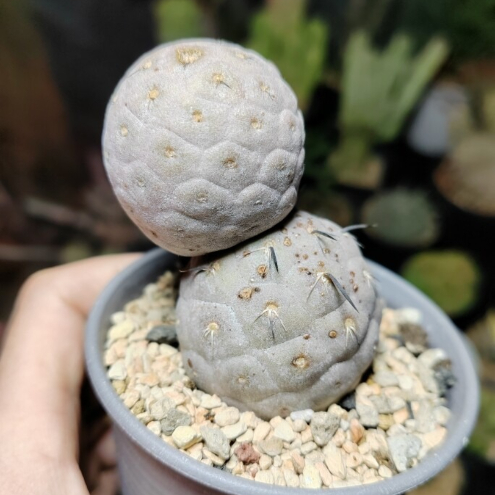 6-7cm Double headed Tephrocactus geometricus