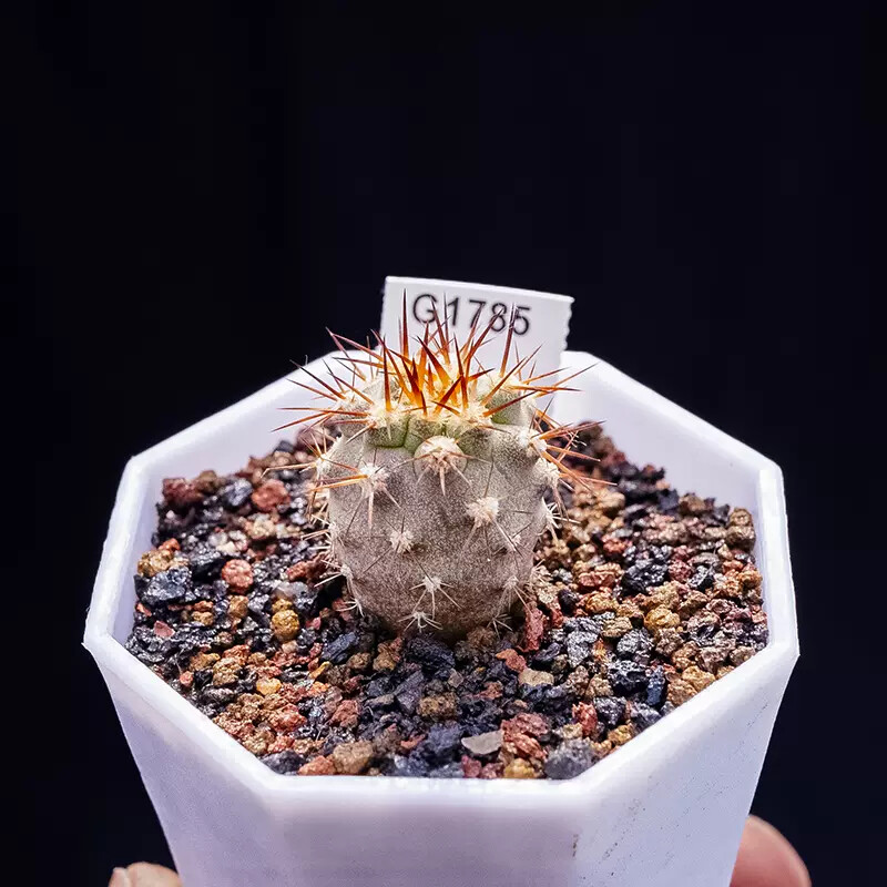 1.5-2.5cm Eriosyce Aurata