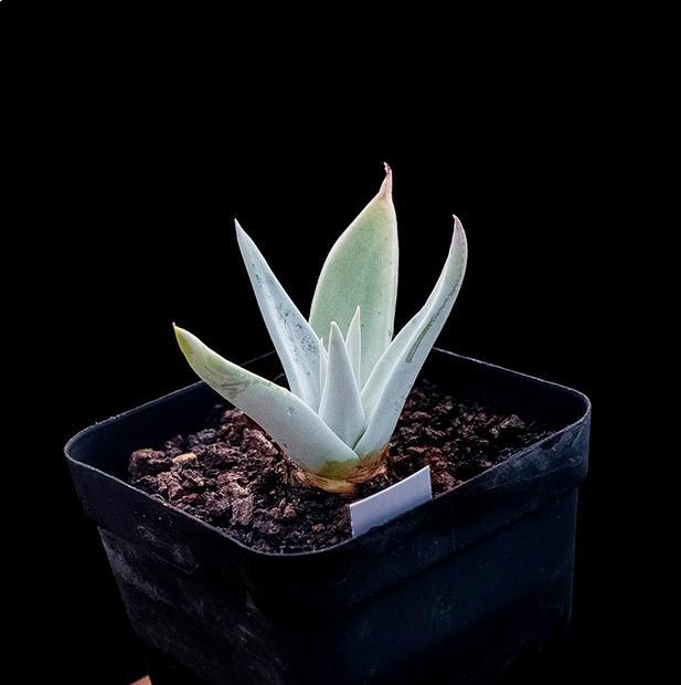 4-6cm Dudleya collomiae