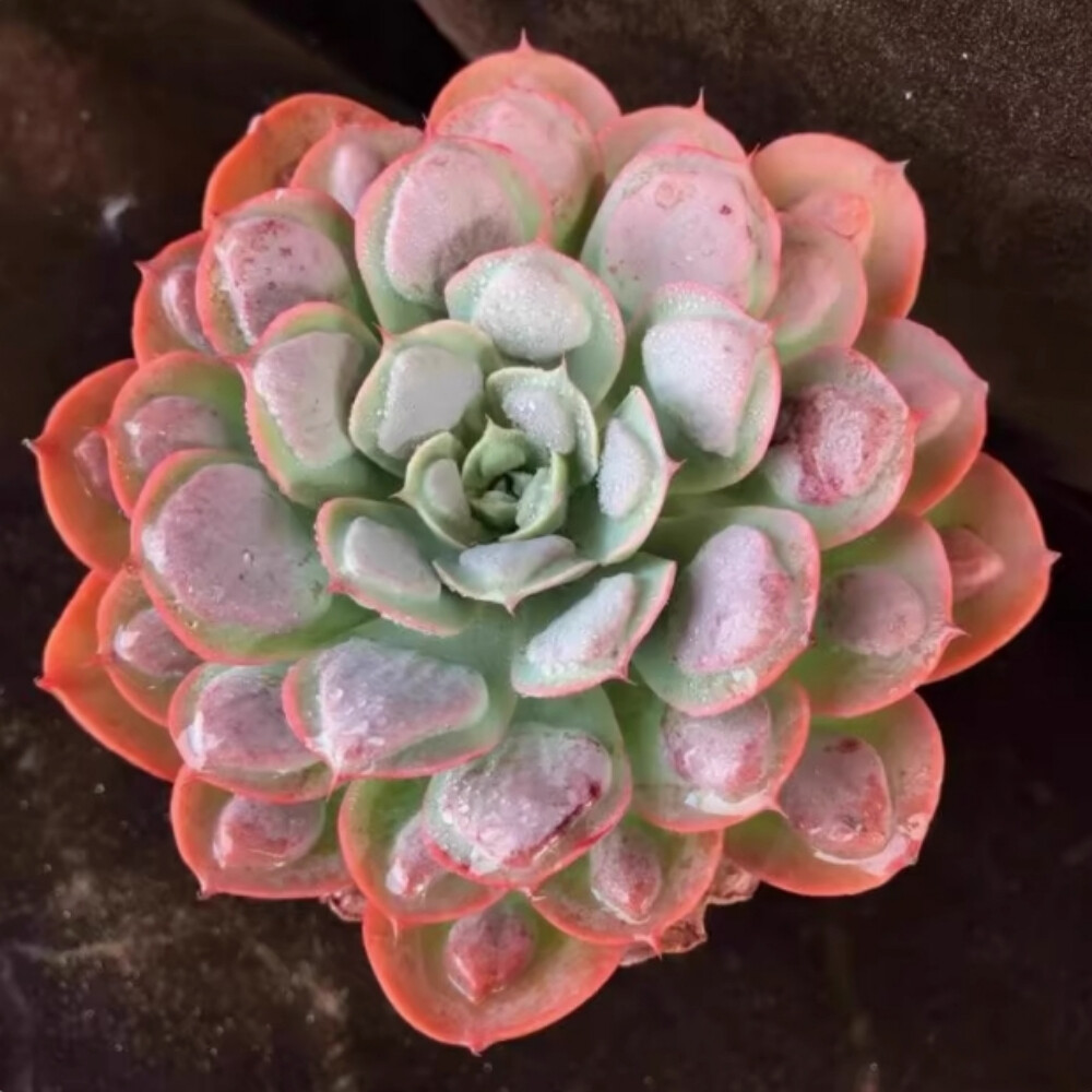 6-7cm Echeveria Rain drops