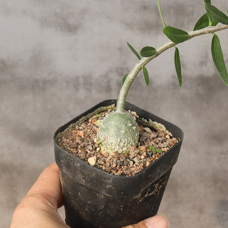 2-3cm 1PCS Fockea Edulis