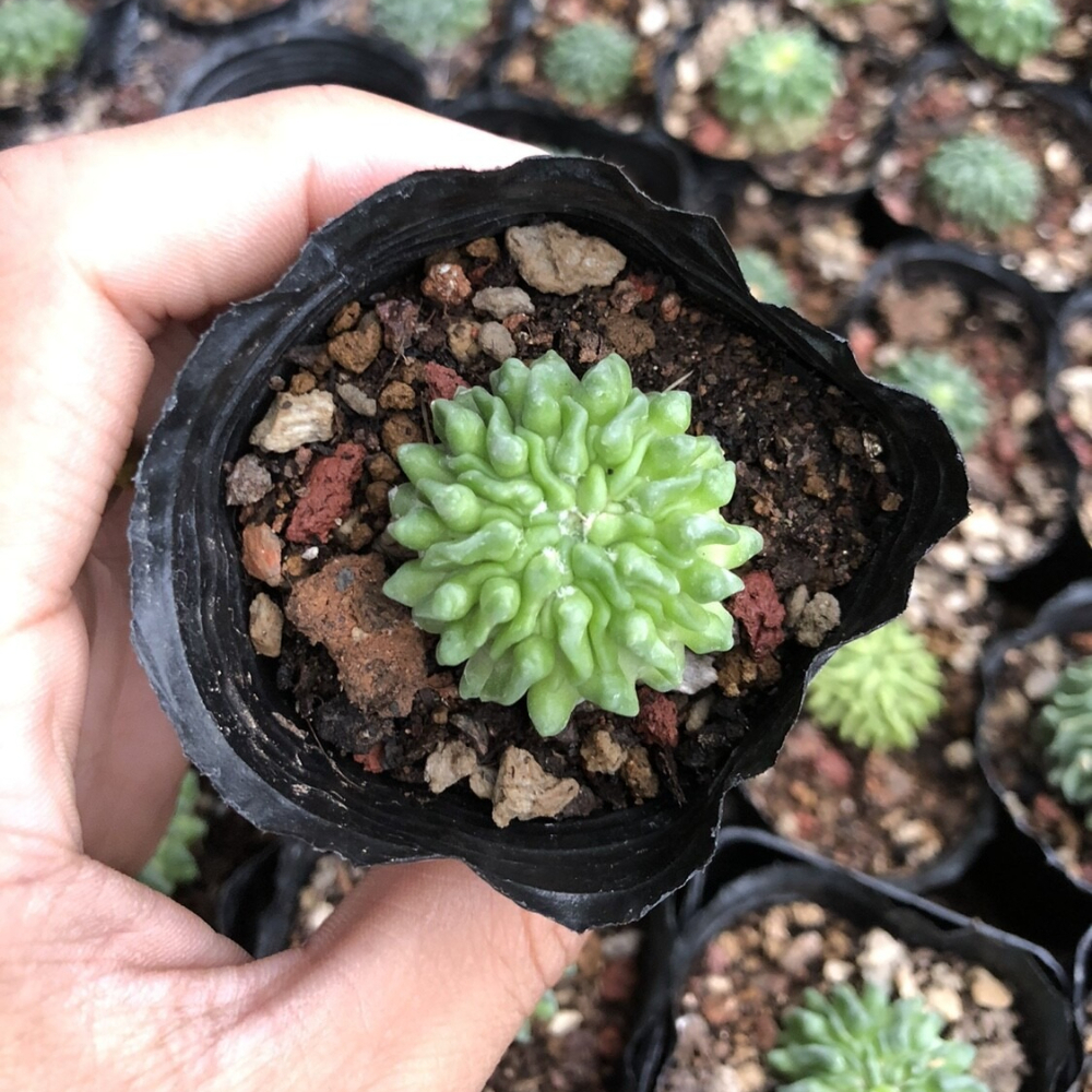 4cmStenocactus Multicostatus