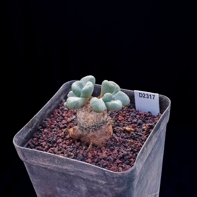 3-4cm Aloinopsis schooneesii