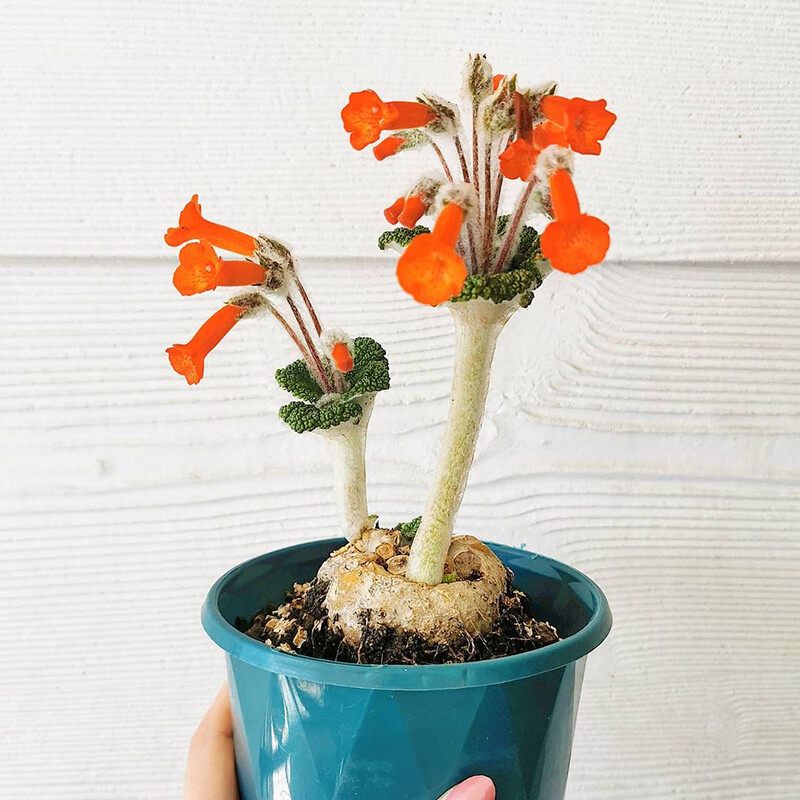 4cm Sinningia Bullata