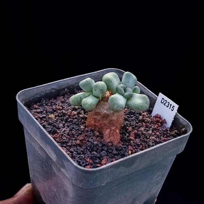 3-4cm Aloinopsis schooneesii