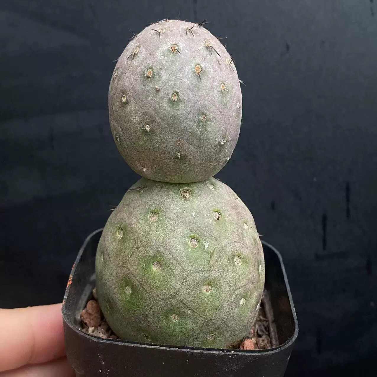 6-7cm Double headed Tephrocactus geometricus