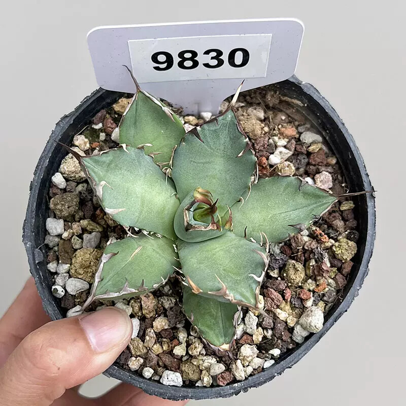 6-7cm Agave Black Whale
