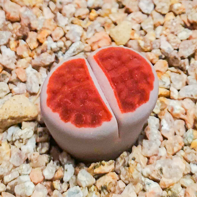 1-1.5cm Lithops Top Red