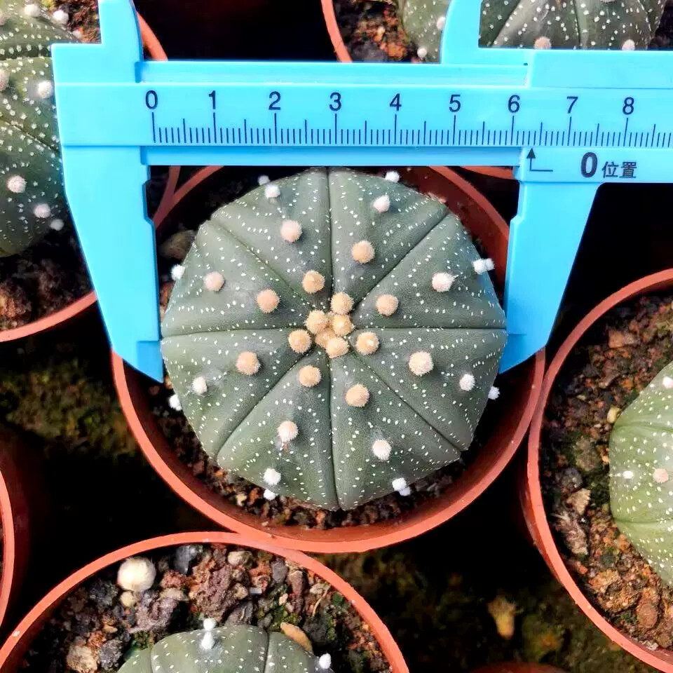 6-7cm Astrophytum Asterias