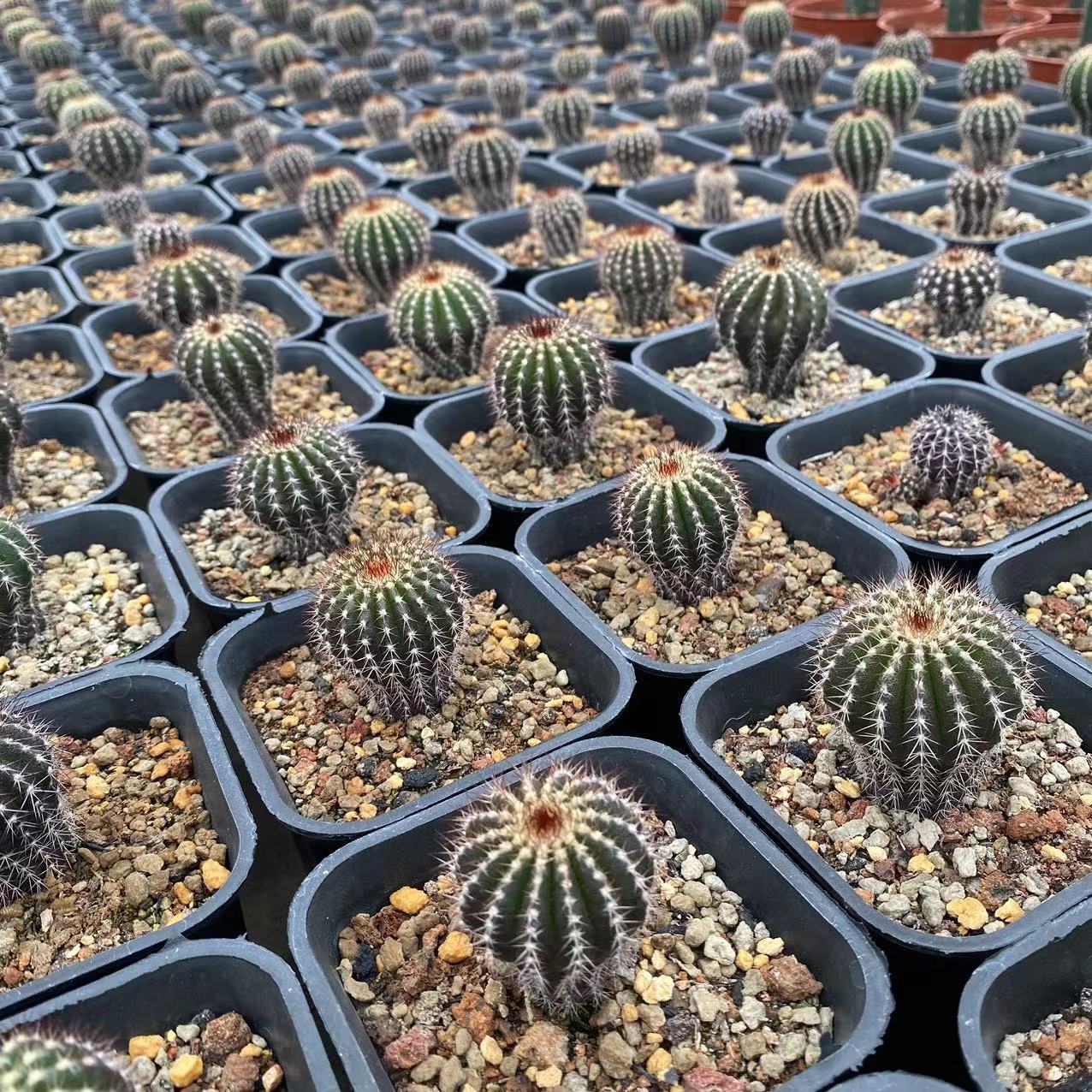 4-5cm Uebelmannia pectinifera