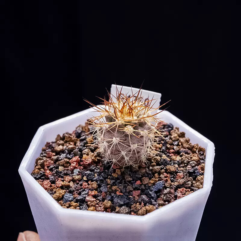 1.5-2.5cm Eriosyce Aurata