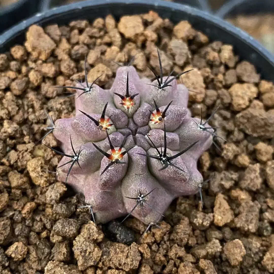 4cm 1PCS Eriosyce paucicostata