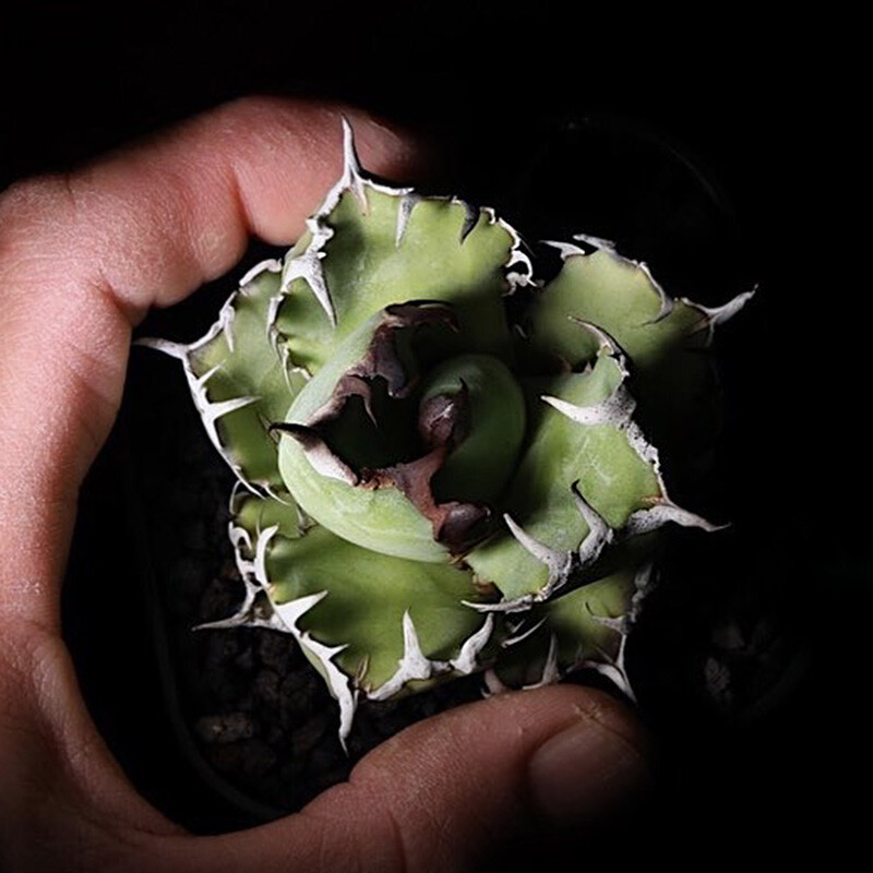 6-7cm Agave Black Whale