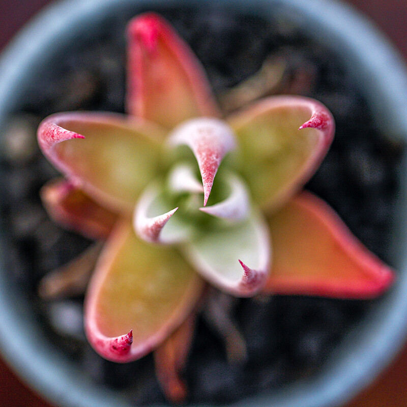 4-6cm Dudleya collomiae