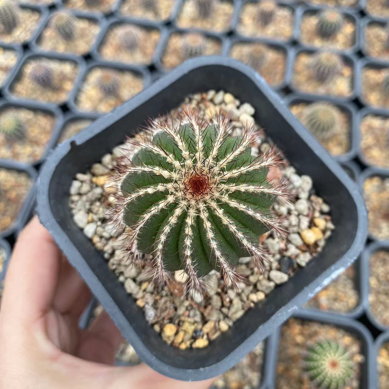 4-5cm Uebelmannia pectinifera
