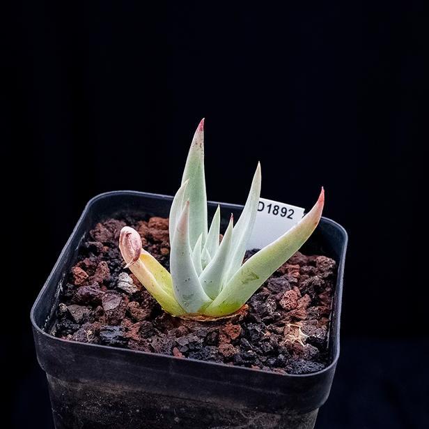 4-6cm Dudleya collomiae