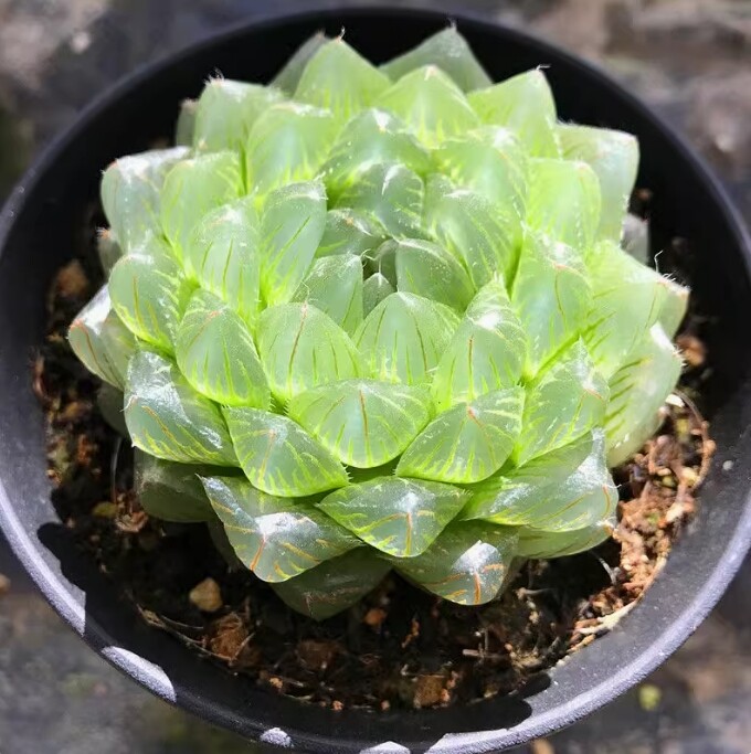 4cm Haworthia cooperi glacier