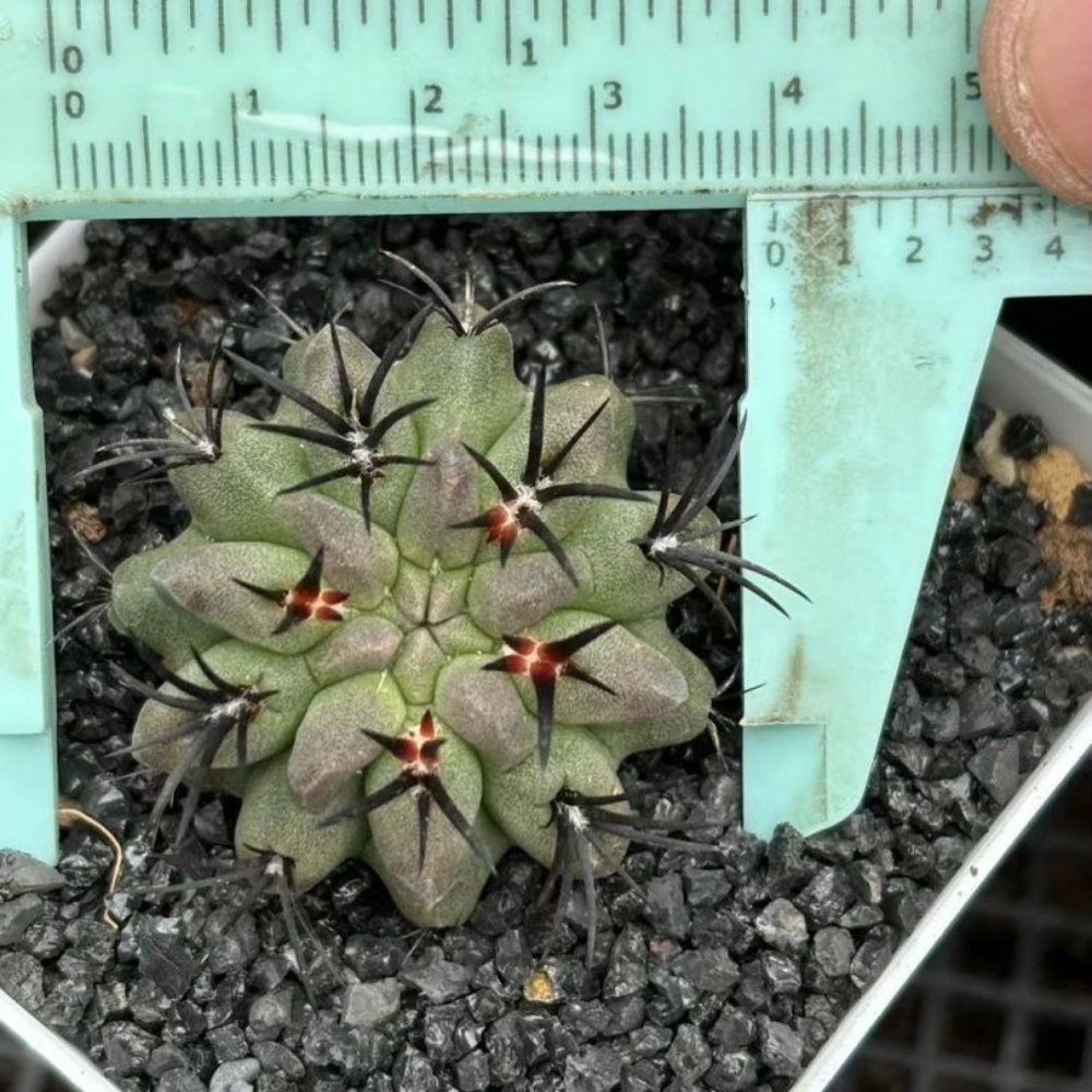 4cm 1PCS Eriosyce paucicostata