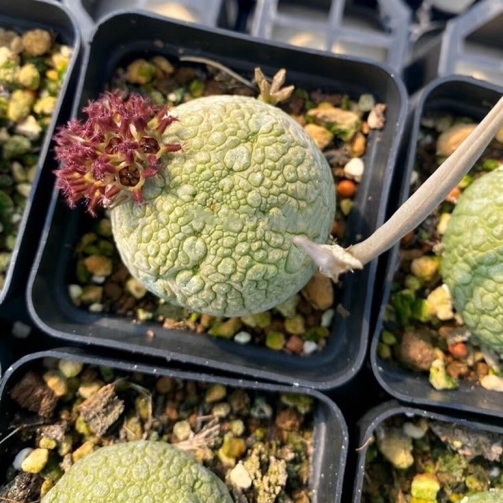3CM Pseudolithos Migiurtinus