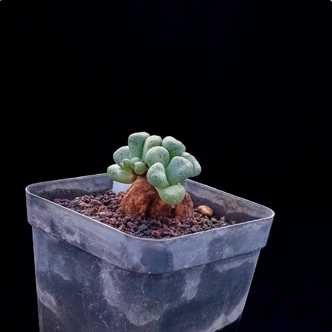 3-4cm Aloinopsis schooneesii
