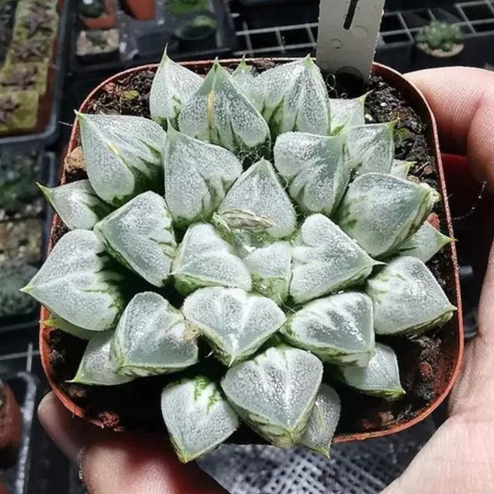 5-6CM Harworthia love heart