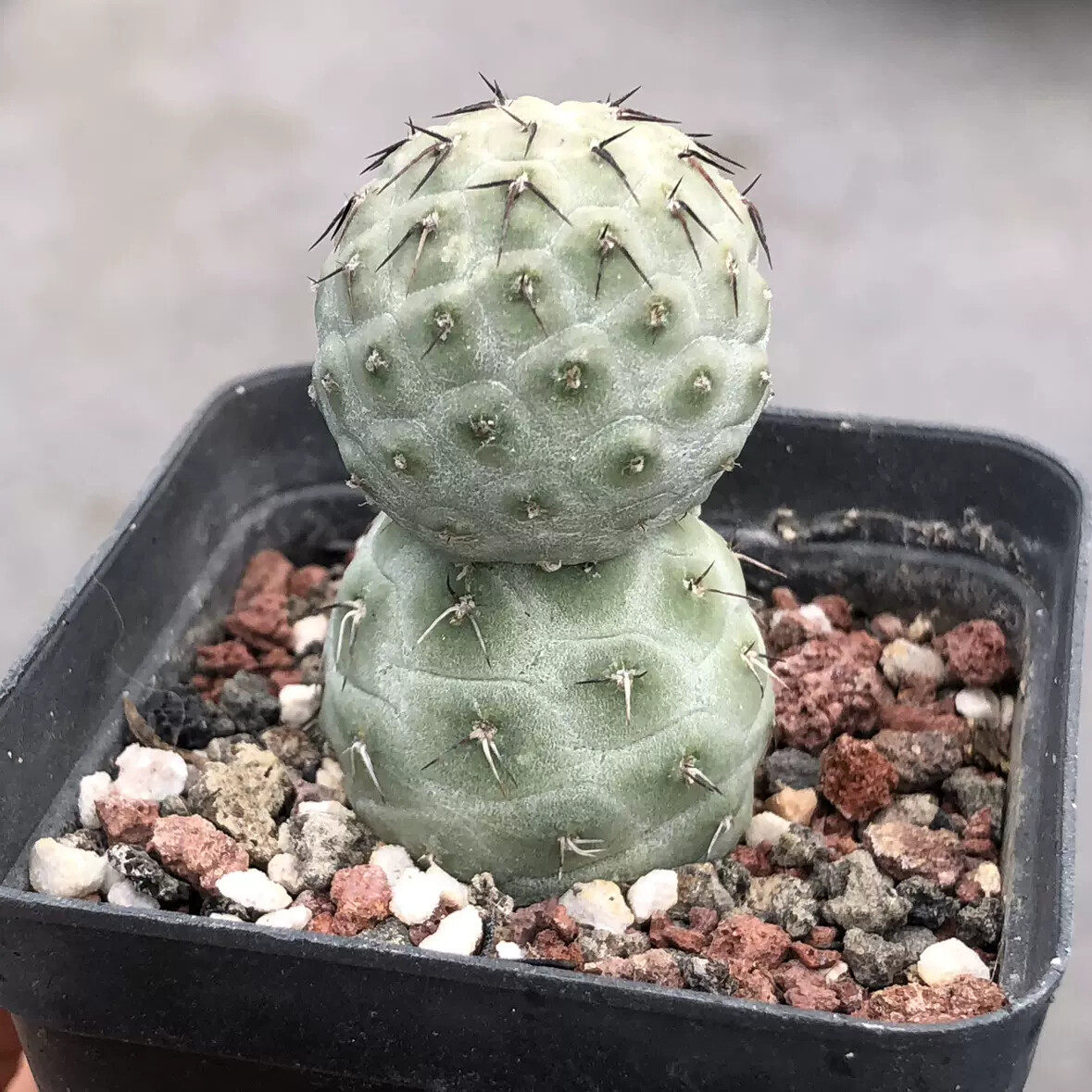 6-7cm Double headed Tephrocactus geometricus