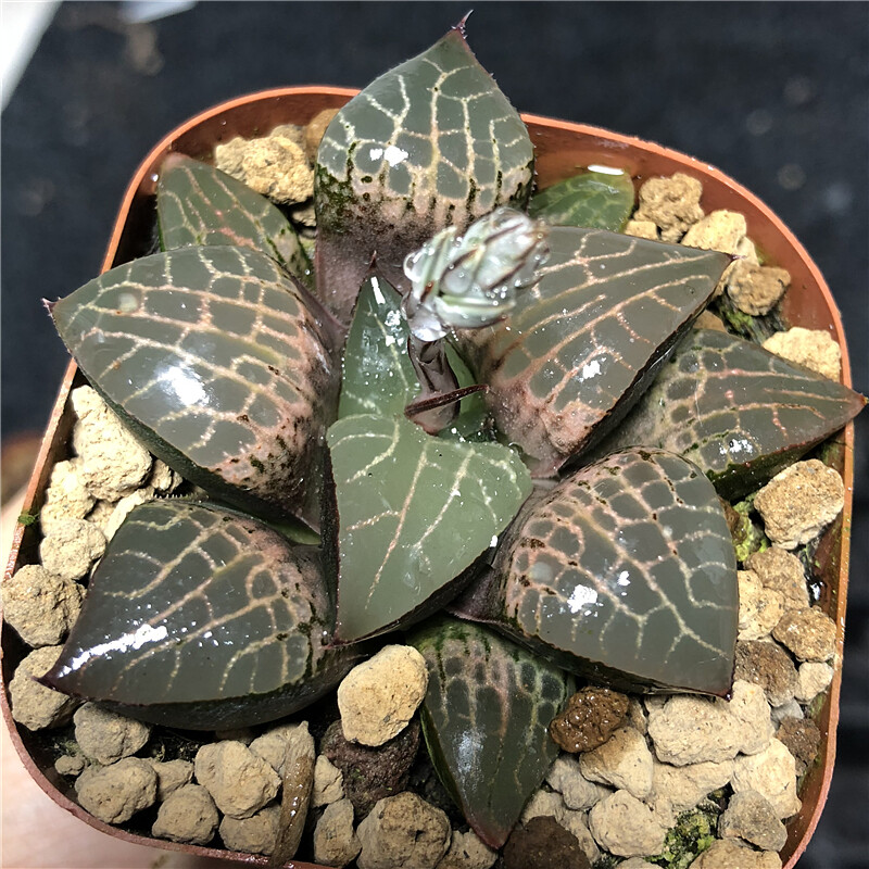 6-7cm 1PCSHaworthia Emelyae Var. Comptoniana