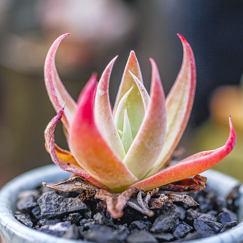 4-6cm Dudleya collomiae