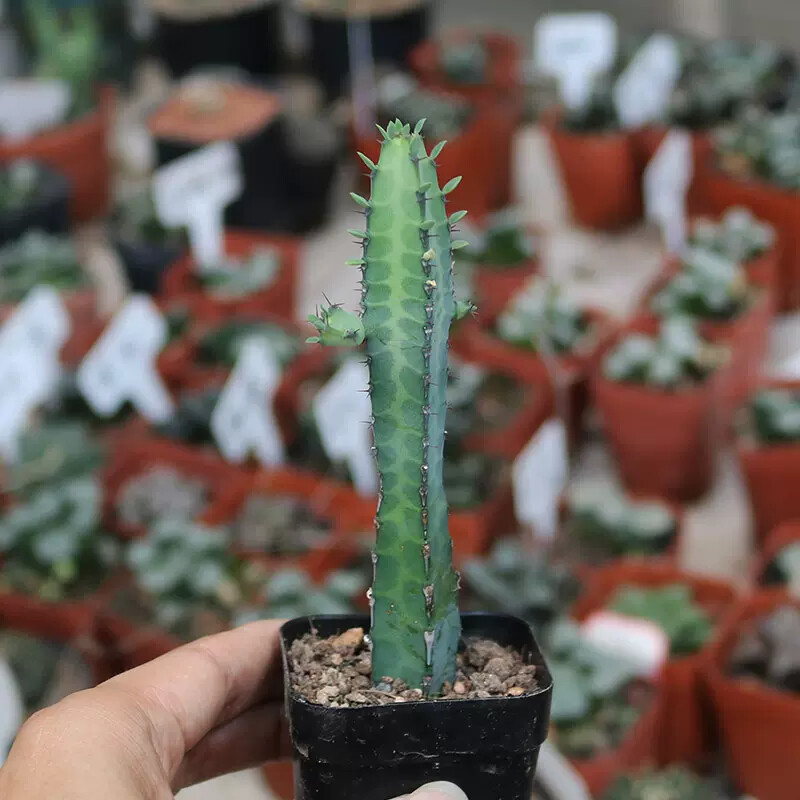 8-10cm Euphorbia Stingless