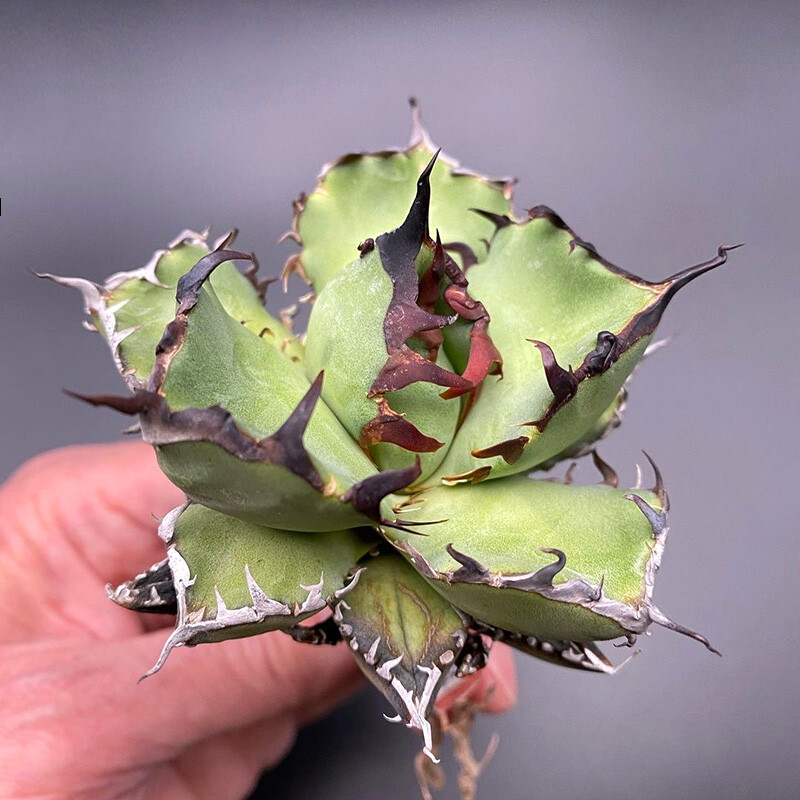 6-7cm Agave Black Whale