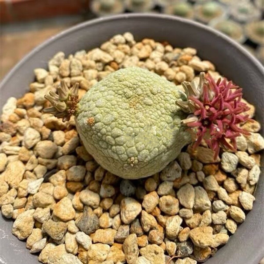 3CM Pseudolithos Migiurtinus