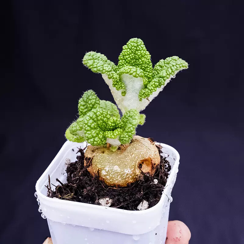 4cm Sinningia Bullata